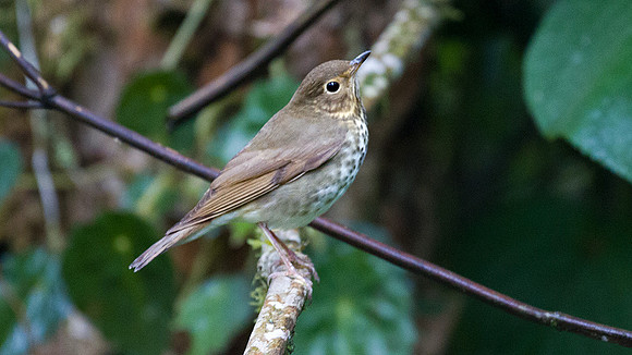Swainson's Thrush (Catharus ustulatus)