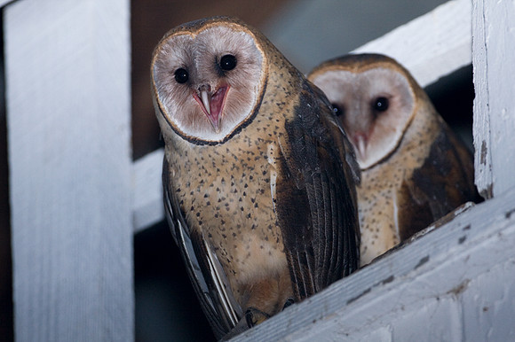 Western Barn Owl (Tyto alba)