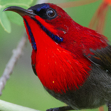 Eastern Crimson Sunbird (Aethopyga siparaja)
