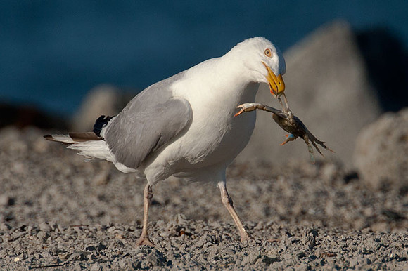 American Herring Gull (Larus smithsonianus) also known as Smithsonian Gull