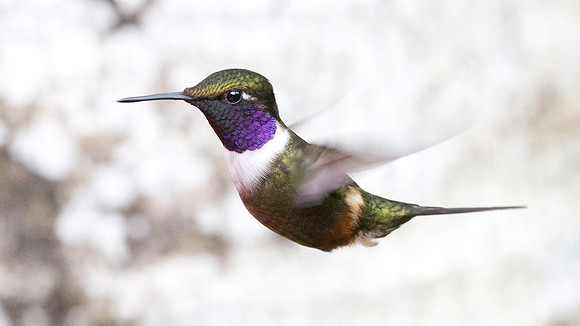 Purple-throated Woodstar (Calliphlox mitchellii)
