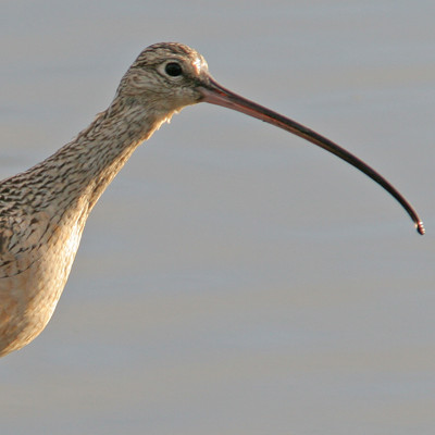 Long-billed Curlew (Numenius americanus)