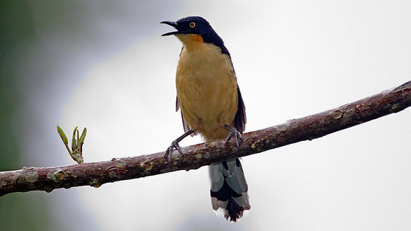 Black-capped Donacobius (Donacobius atricapilla)
