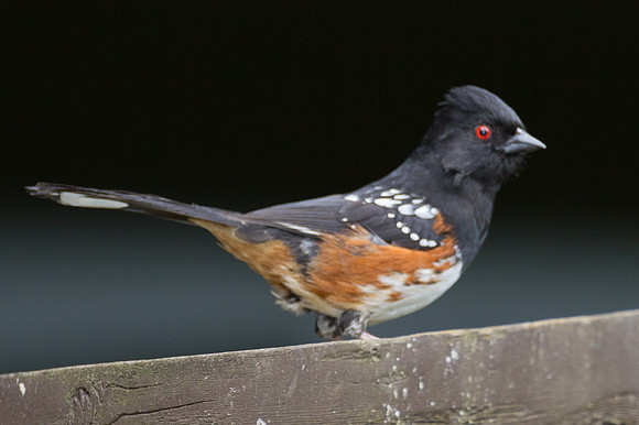 Spotted Towhee (Pipilo maculatus)