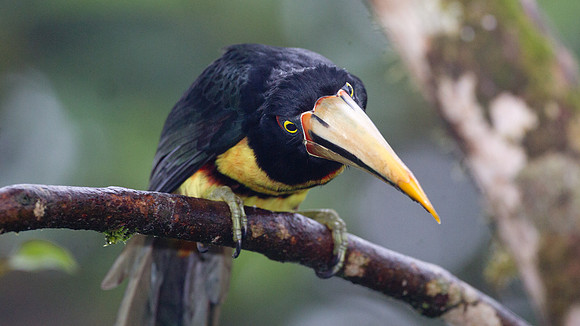 Collared Aracari (Pteroglossus torquatus), pale mandibled