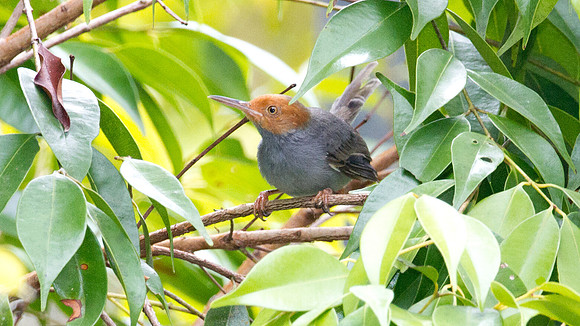 Red-headed Tailorbird (Orthotomus ruficeps) male