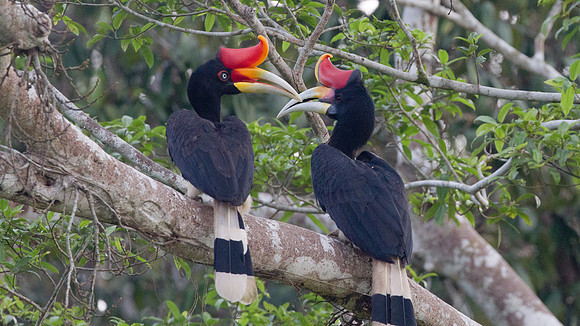 Rhinoceros Hornbill (Buceros rhinoceros) male, female