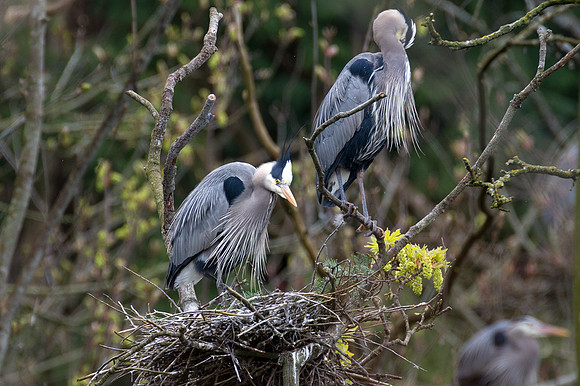 Great Blue Heron (Ardea herodias)