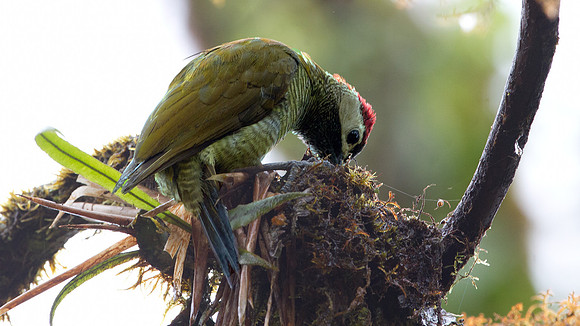 Golden-olive Woodpecker (Colaptes rubiginosus)