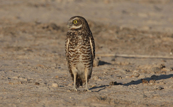 Burrowing Owl (Athene cunicularia)