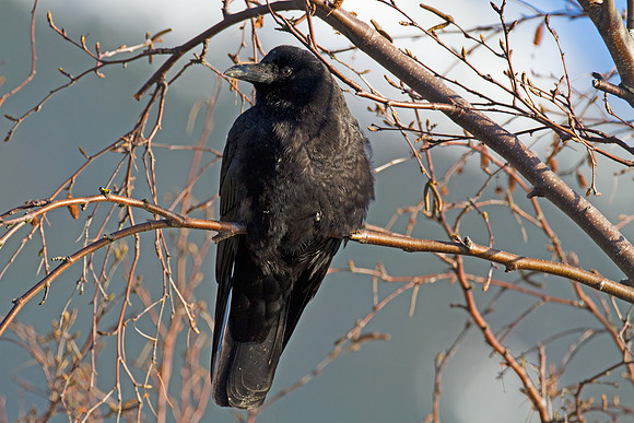 Northwestern Crow (Corvus caurinus)