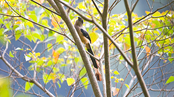 Bornean Treepie (Dendrocitta cinerascens)