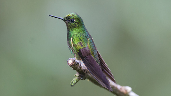 Buff-tailed Coronet (Boissonneaua flavescens)