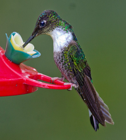 Collared Inca (Coeligena torquata)