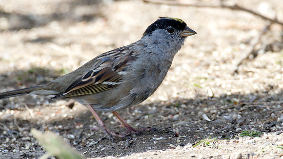 Golden-crowned Sparrow (Zonotrichia atricapilla)