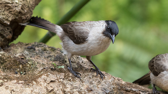 Sooty-headed bulbul (Pycnonotus aurigaster)