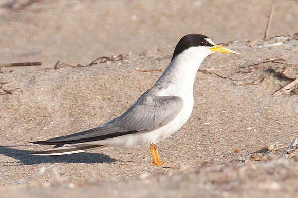 Least Tern (Sternula antillarum)