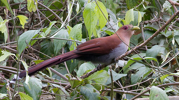 Squirrel Cuckoo (Piaya cayana)
