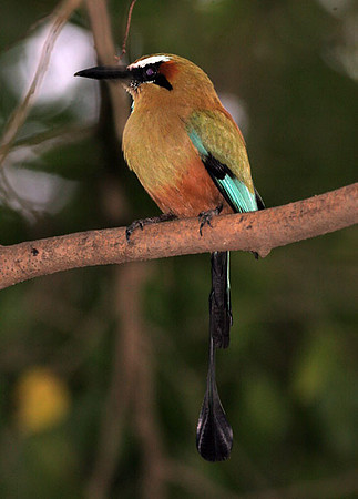 Turquoise-browed Motmot (Eumomota superciliosa)