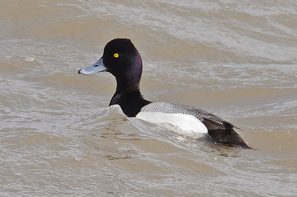 Lesser Scaup (Aythya affinis)