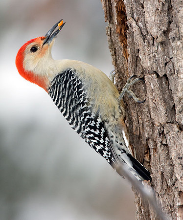 Red-bellied Woodpecker (Melanerpes carolinus) male