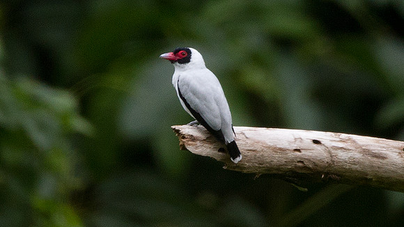 Masked Tityra (Tityra semifasciata)