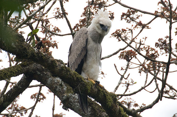 Harpy Eagle (Harpia harpyja) juvenile
