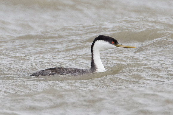 Western Grebe (Aechmophorus occidentalis)