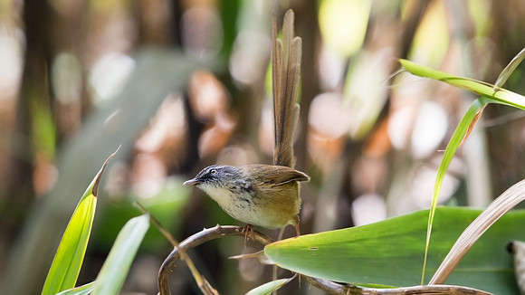 Hill prinia (Prinia superciliaris)