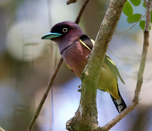 Banded broadbill (Eurylaimus javanicus) Male