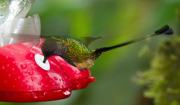 Booted Racket-tail (Ocreatus underwoodii)