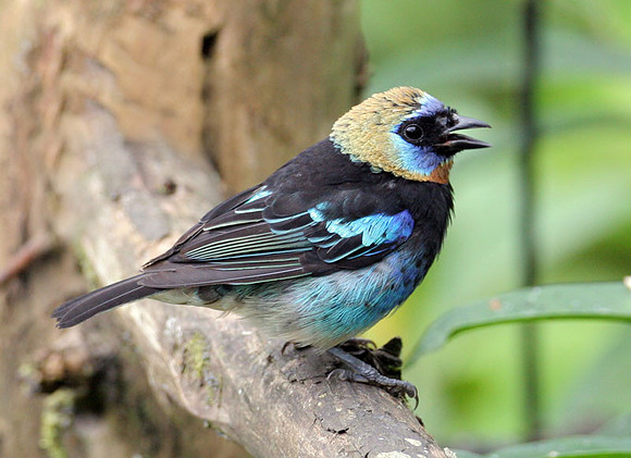 Golden-hooded Tanager (Tangara larvata)