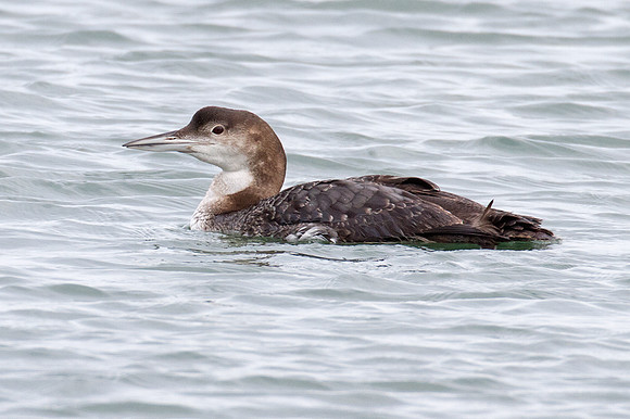 Great Northern Loon (Gavia immer) also known as Common Loon or Great Northern Diver