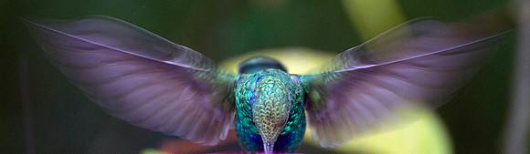 Sparkling Violetear (Colibri coruscans)