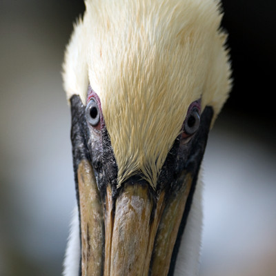 Brown Pelican (Pelecanus occidentalis)