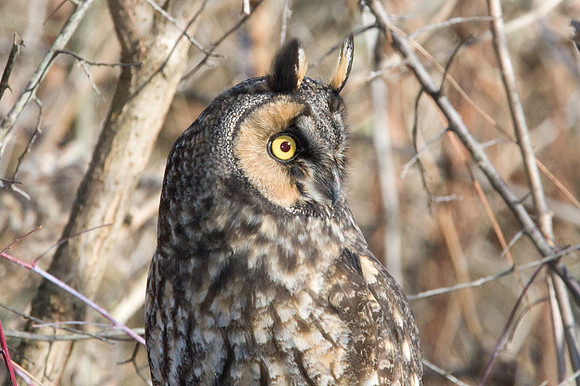 Long-eared Owl (Asio otus)