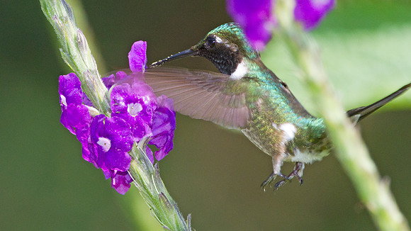 Amethyst Woodstar (Calliphlox amethystina)