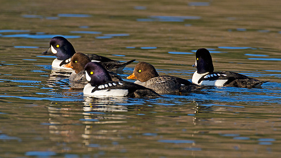 Barrow's Goldeneye (Bucephala islandica)
