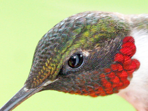 Ruby-throated Hummingbird (Archilochus colubris) male
