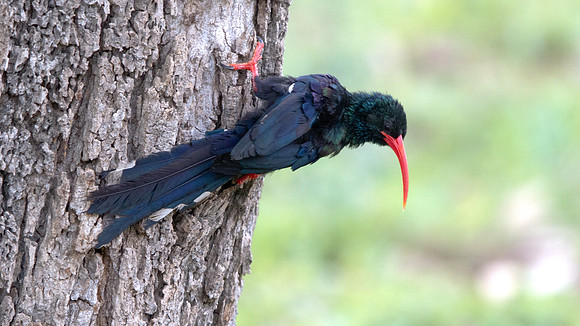 Green Wood Hoopoe (Phoeniculus purpureus)