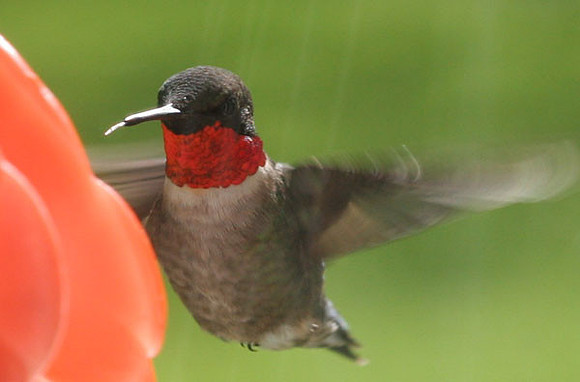 Ruby-throated Hummingbird (Archilochus colubris) male