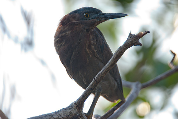 Green Heron (Butorides virescens)