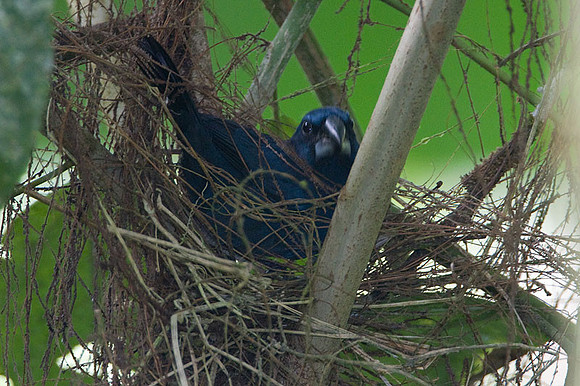 Blue-black Grosbeak (Cyanocompsa cyanoides) male
