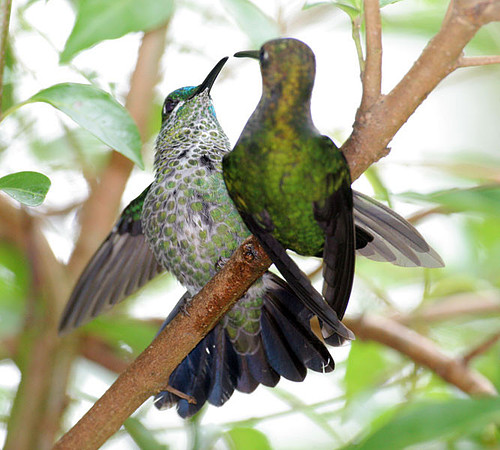 Green-crowned Brilliant (Heliodoxa jacula) female