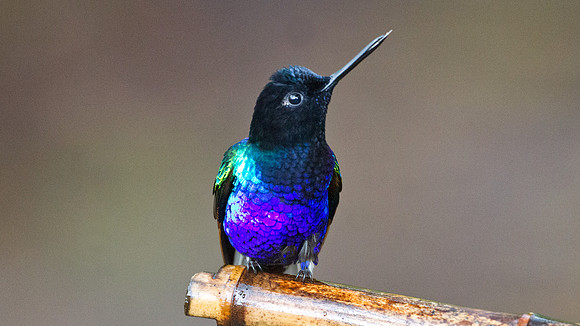 Velvet-purple Coronet (Boissonneaua jardini)