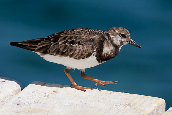 Ruddy Turnstone (Arenaria interpres)