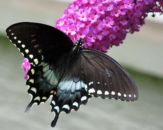 Spicebush Swallowtail (Papilio troilus)