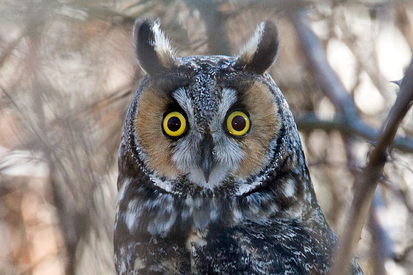 Long-eared Owl (Asio otus)