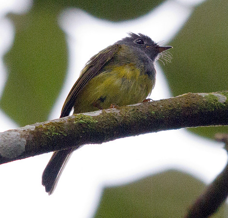 Grey-headed canary-flycatcher sometimes known as the grey-headed flycatcher (Culicicapa ceylonensis)