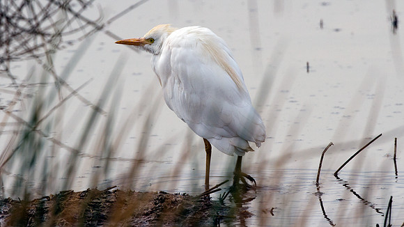 Cattle Egret (Bubulcus ibis)